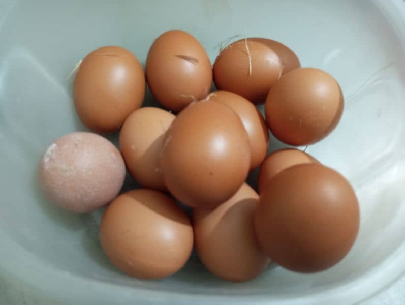 Home chicken egg || دیسی انڈے برائے فروخت (Desi Eggs for Sale) 0