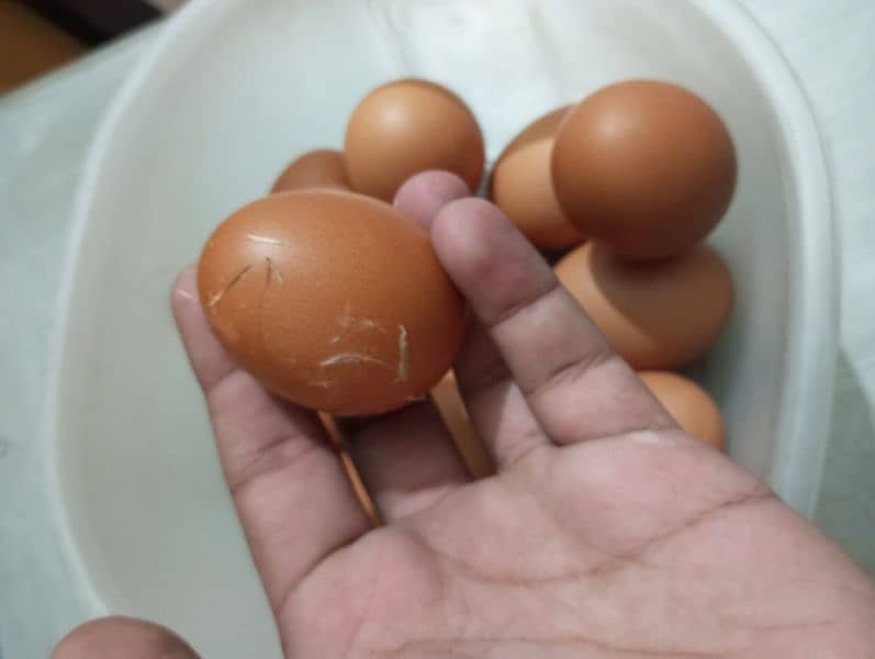 Home chicken egg || دیسی انڈے برائے فروخت (Desi Eggs for Sale) 1