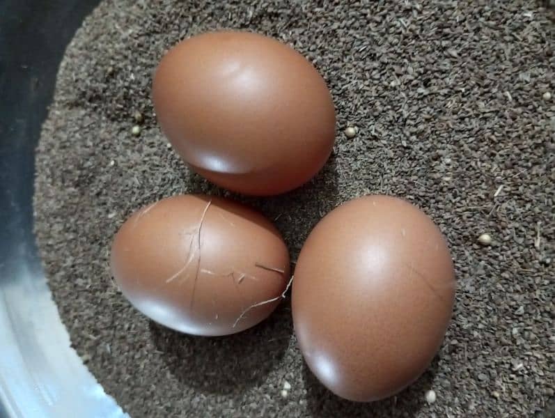 Home chicken egg || دیسی انڈے برائے فروخت (Desi Eggs for Sale) 2