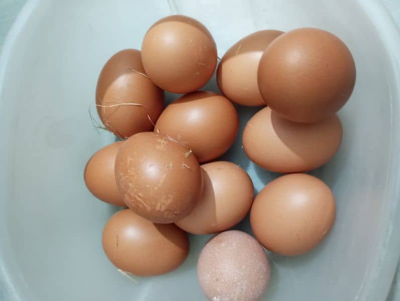 Home chicken egg || دیسی انڈے برائے فروخت (Desi Eggs for Sale) 3