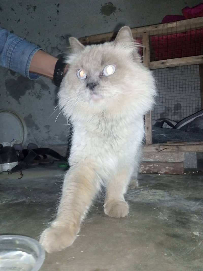 Persian cat 0