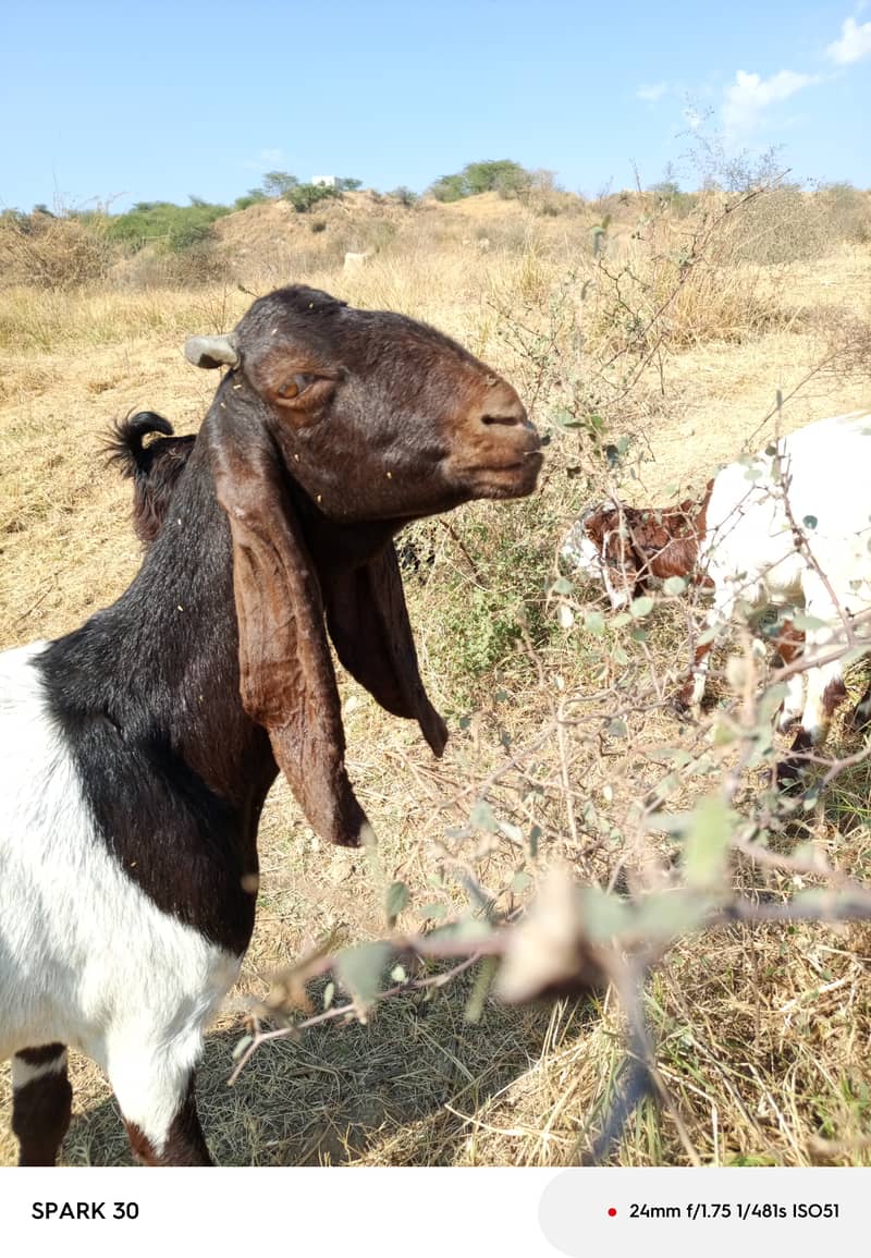 Gabban bakri fir sale 2