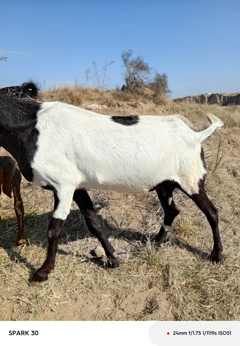 Gabban bakri fir sale 3