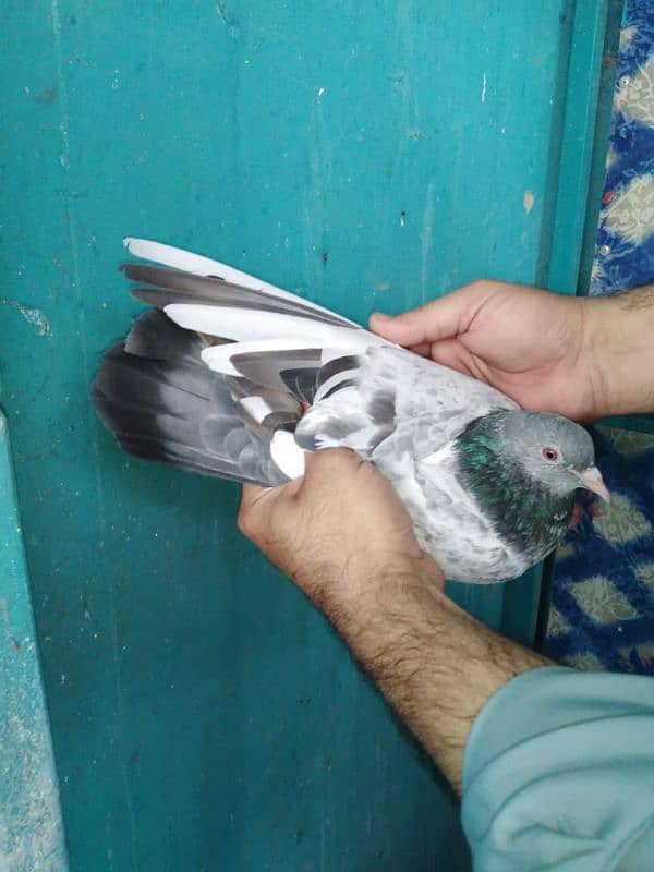 pure breeder pairs high flying pigeon for sale 6