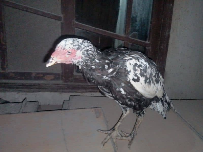 Aseel cheeni aur desi egg laying hen 0