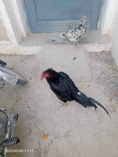 Aseel black mushka and cheni murgi for sale