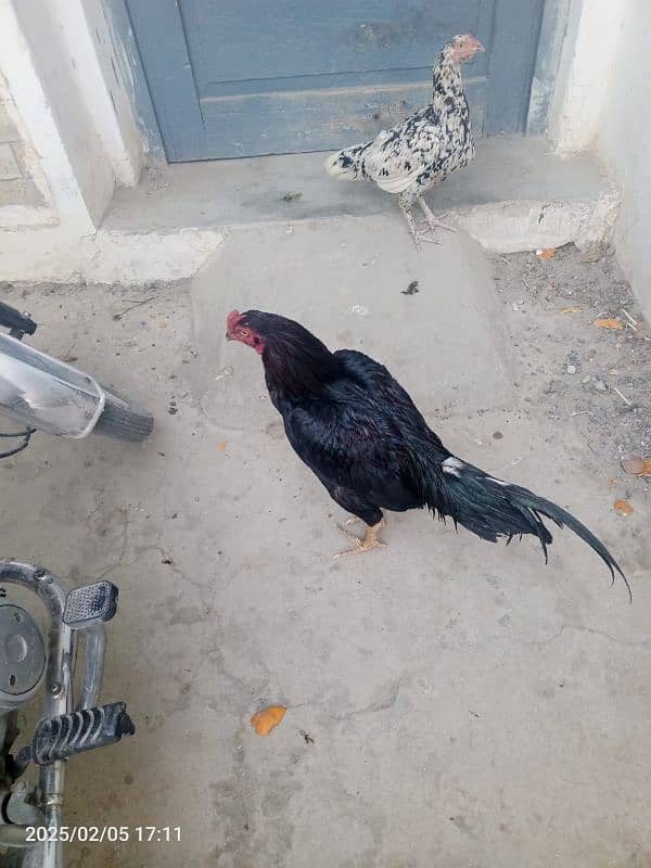 Aseel black mushka and cheni murgi for sale 3