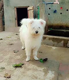 Poodle | Russian Male | Full white