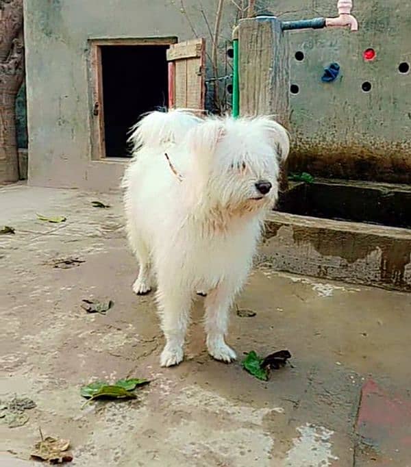 Poodle | Russian Male | Full white 1