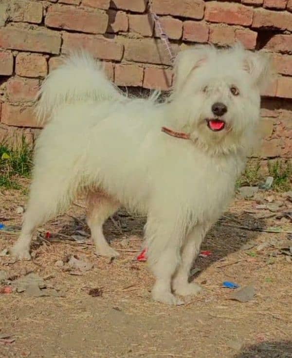 Poodle | Russian Male | Full white 2