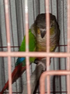 conure