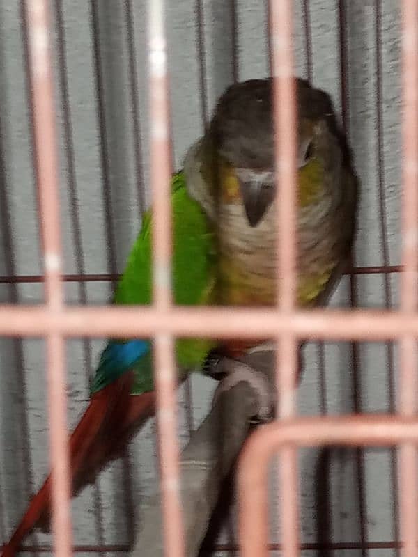 conure 0