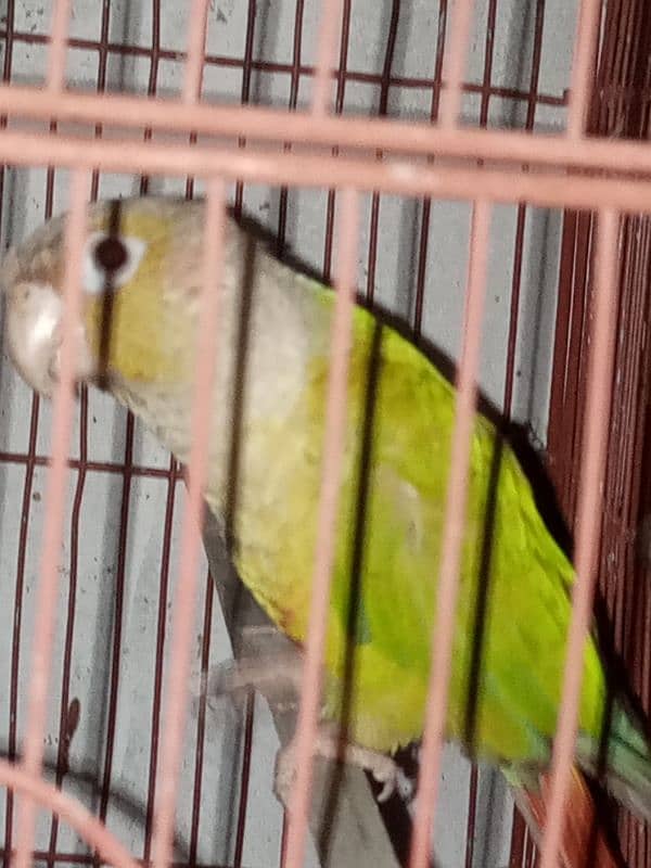 conure 1