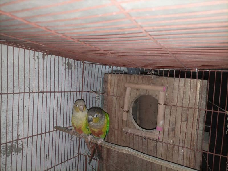 conure 2