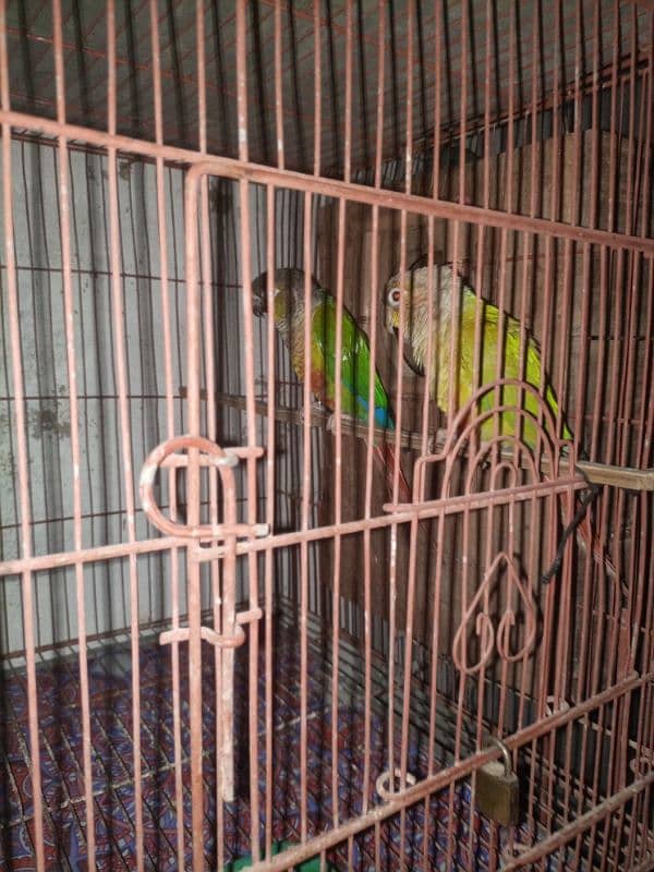 conure 3