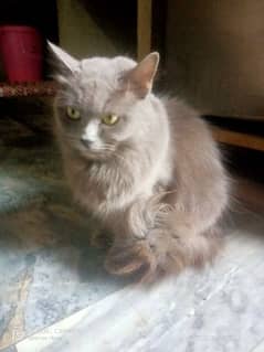 Persian cat 1 sal 7 month age