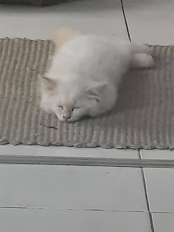 Persian Cat 1