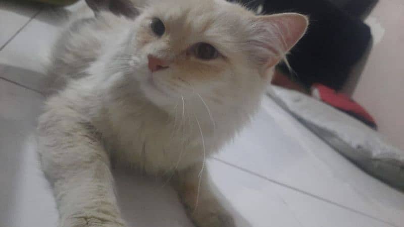 Persian Cat 4