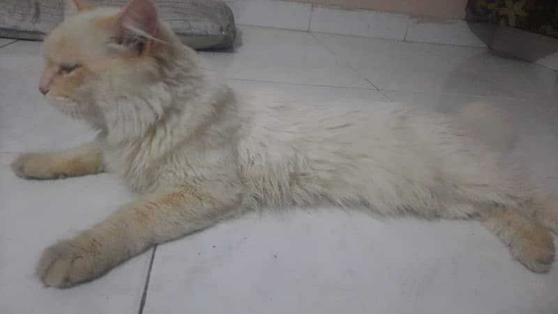 Persian Cat 5