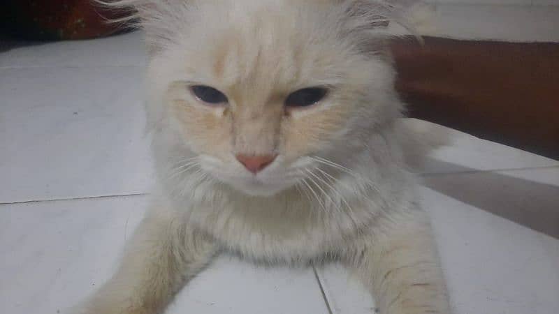 Persian Cat 6