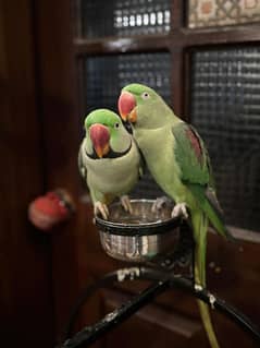 parrot's