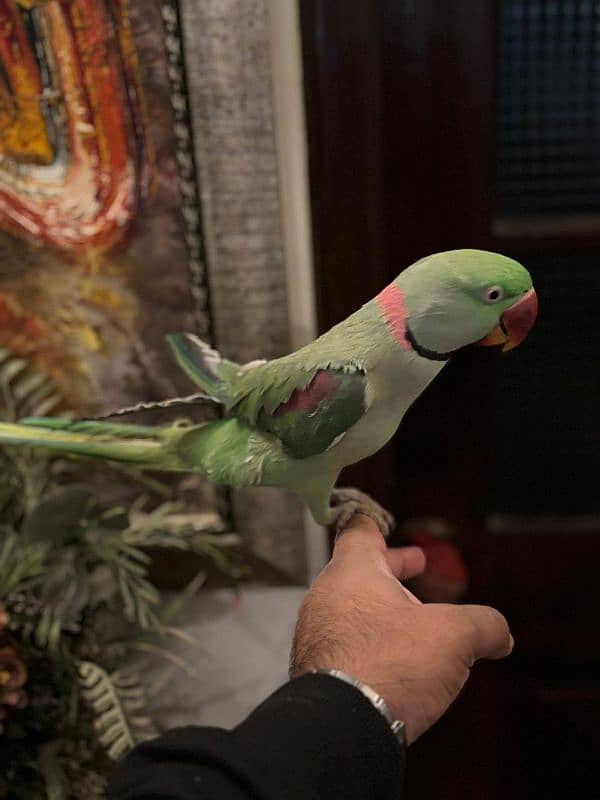 parrot's for sale 1