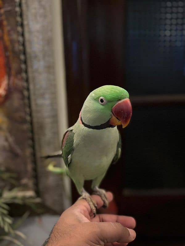 parrot's for sale 2