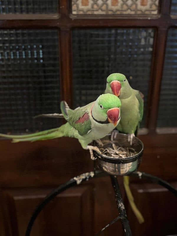 parrot's for sale 3