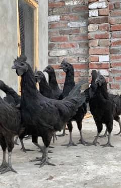 Ayam Cemani Gray Tongue