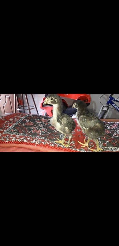 O Shamoo Pure Old blood line Pair/chicks 10