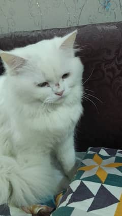 Persian Feline male cats 7 months old