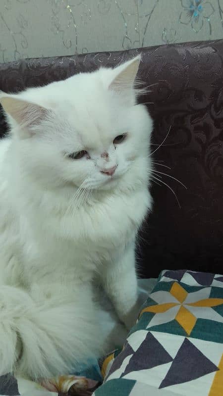 Persian Feline male cats 7 months old 0