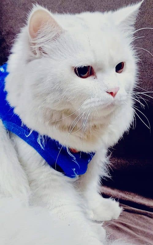 Persian Feline male cats 7 months old 1