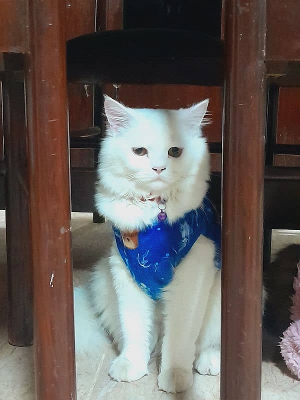 Persian Feline male cats 7 months old 2