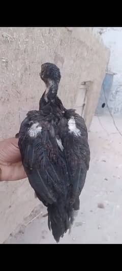 Aseel lasani chicks mushka colour