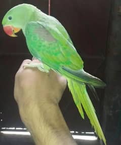 Kashmiri Raw parrot