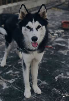 Husky siberian