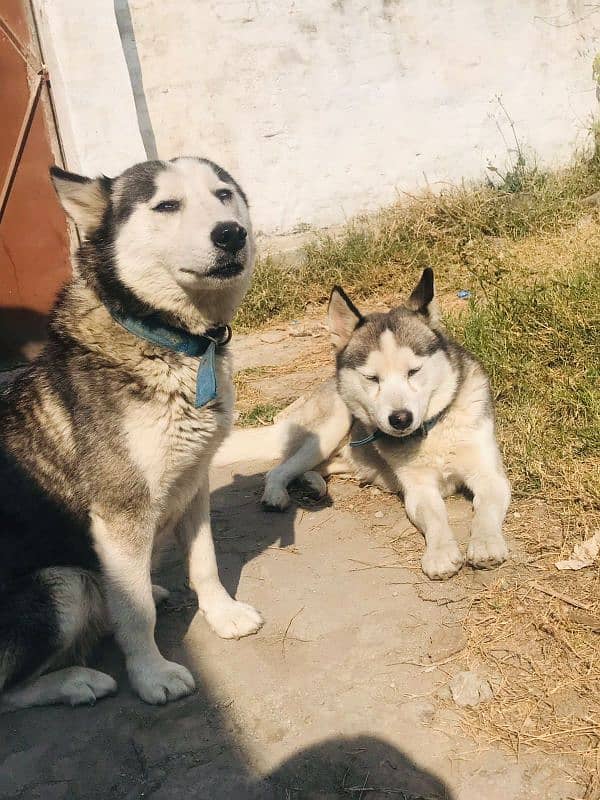 Husky siberian 2