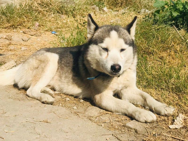 Husky siberian 4