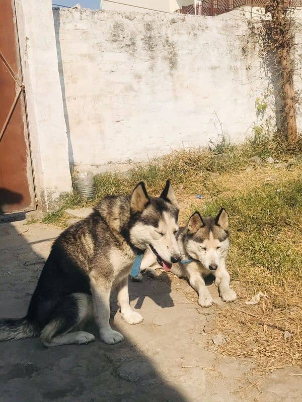 Husky siberian 6