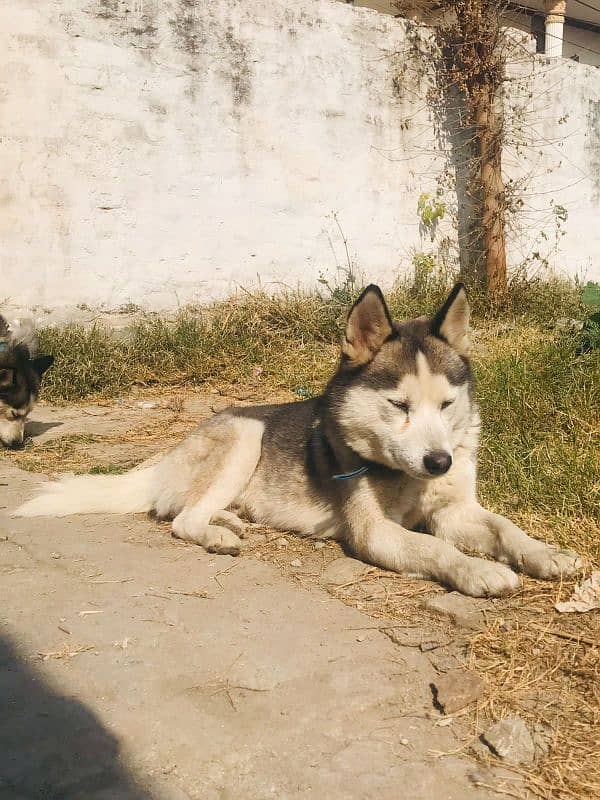 Husky siberian 8