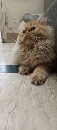 persian cat for sale