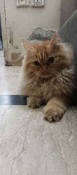 persian cat for sale 1