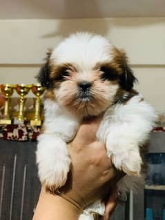 Shitzu Puppy | Shih Tzu | Home Breed