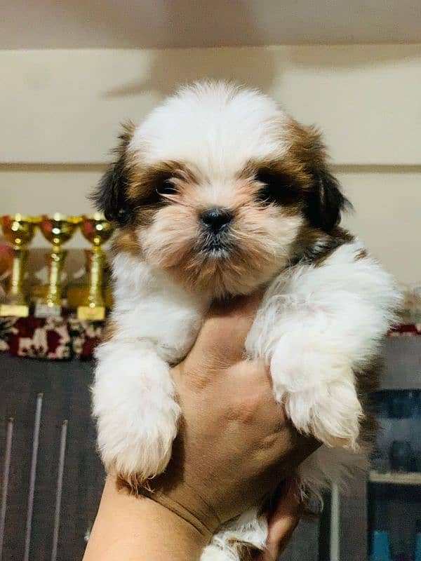 Shitzu Puppy | Shih Tzu | Home Breed 0