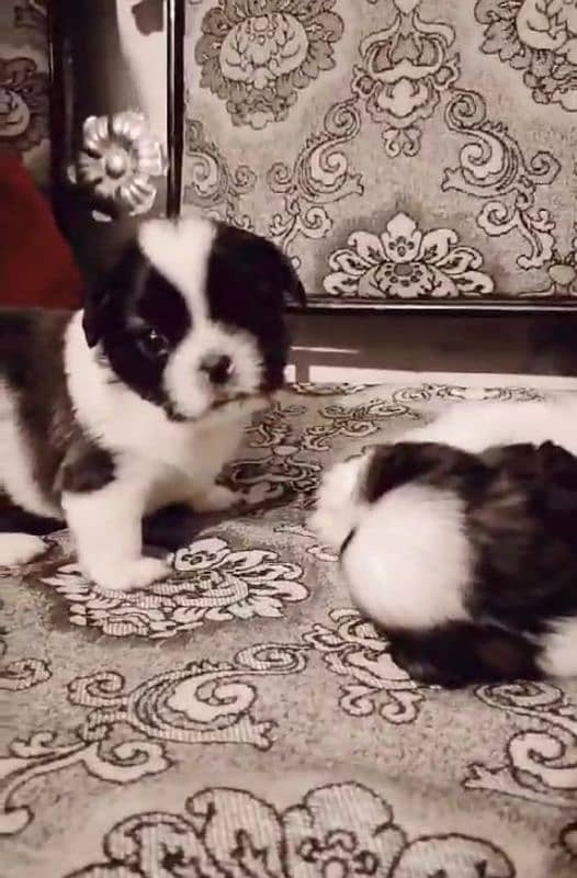 Shitzu Puppy | Shih Tzu | Home Breed 1