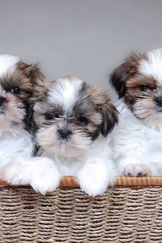 Shitzu Puppy | Shih Tzu | Home Breed 3