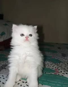 Persian cat 2 month age