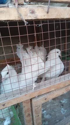 lucky pigeons for sale