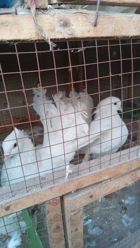 lucky pigeons for sale 0